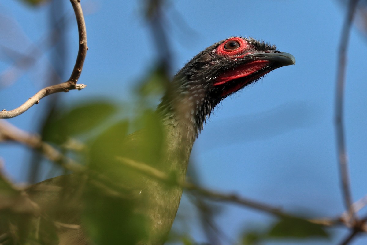 West Mexican Chachalaca - ML616325387