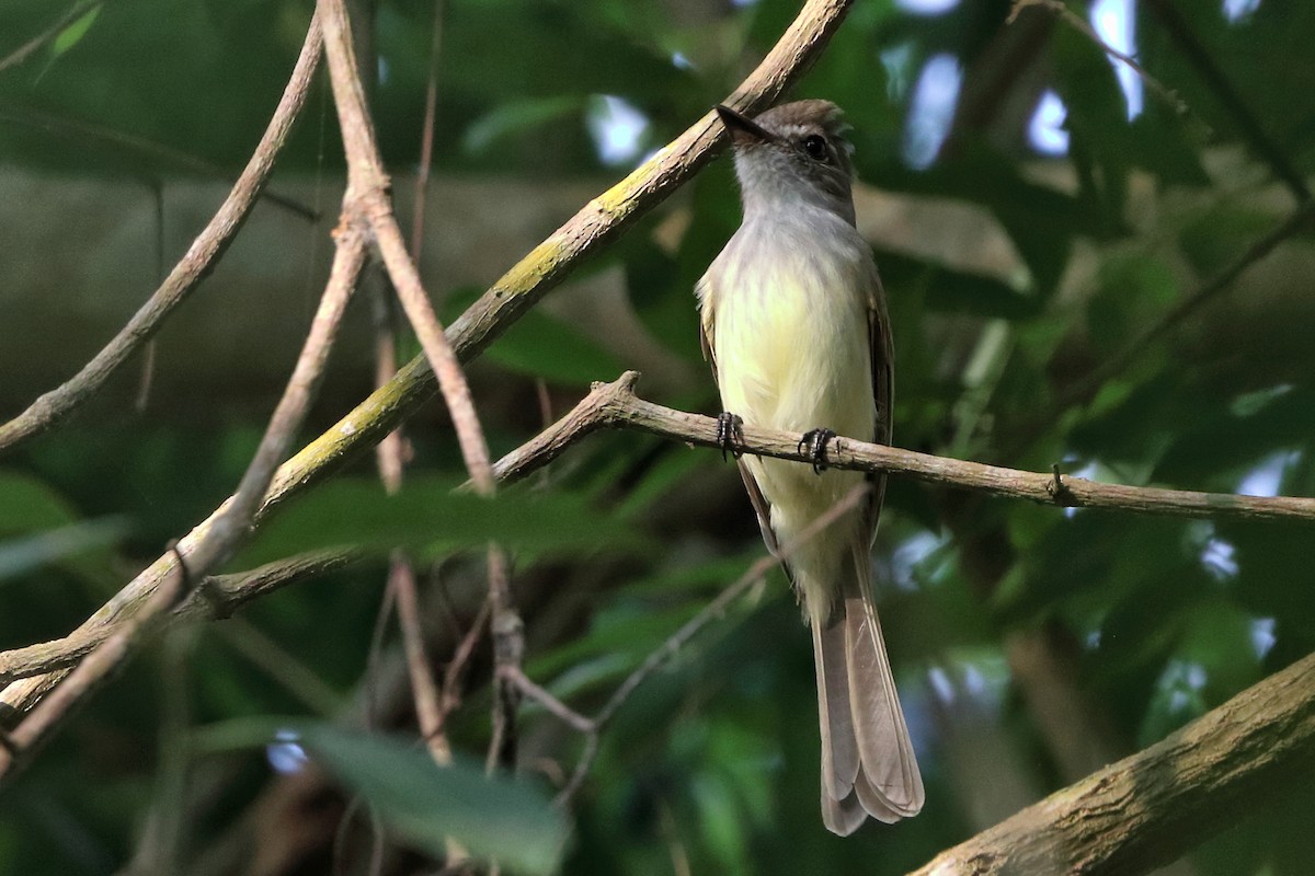 Flammulated Flycatcher - ML616325393