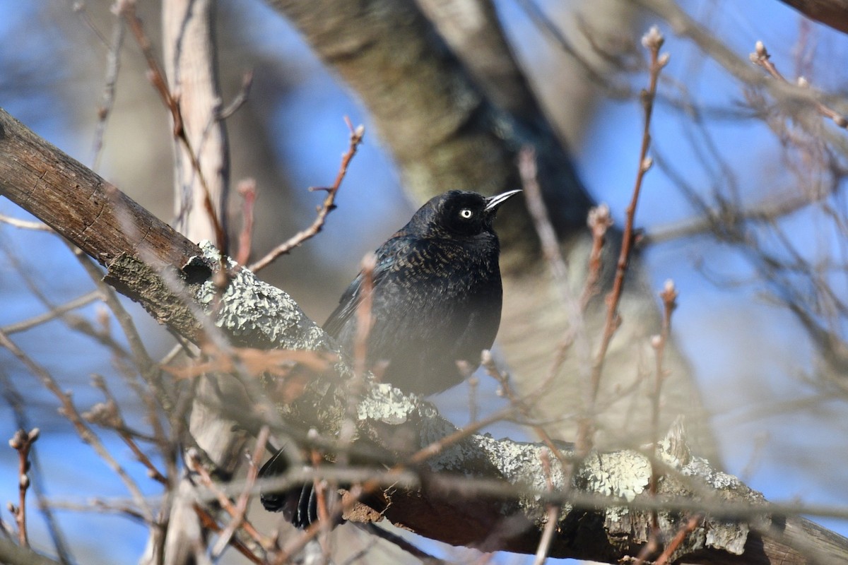 Rusty Blackbird - Steve Ruscito