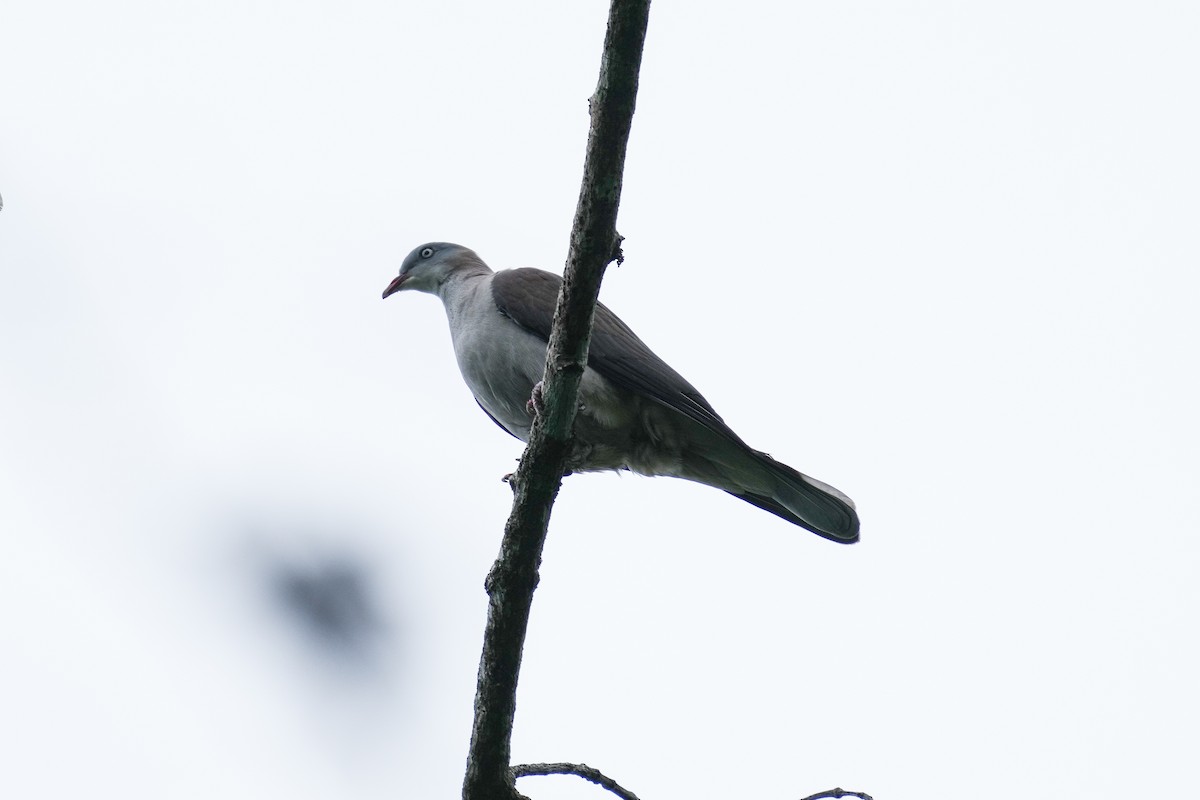 Mountain Imperial-Pigeon - ML616325411