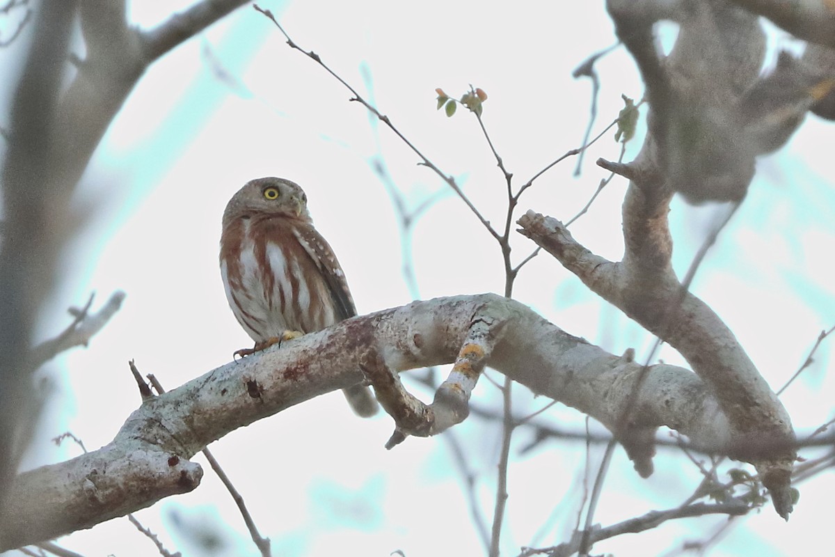 Colima Pygmy-Owl - ML616325417