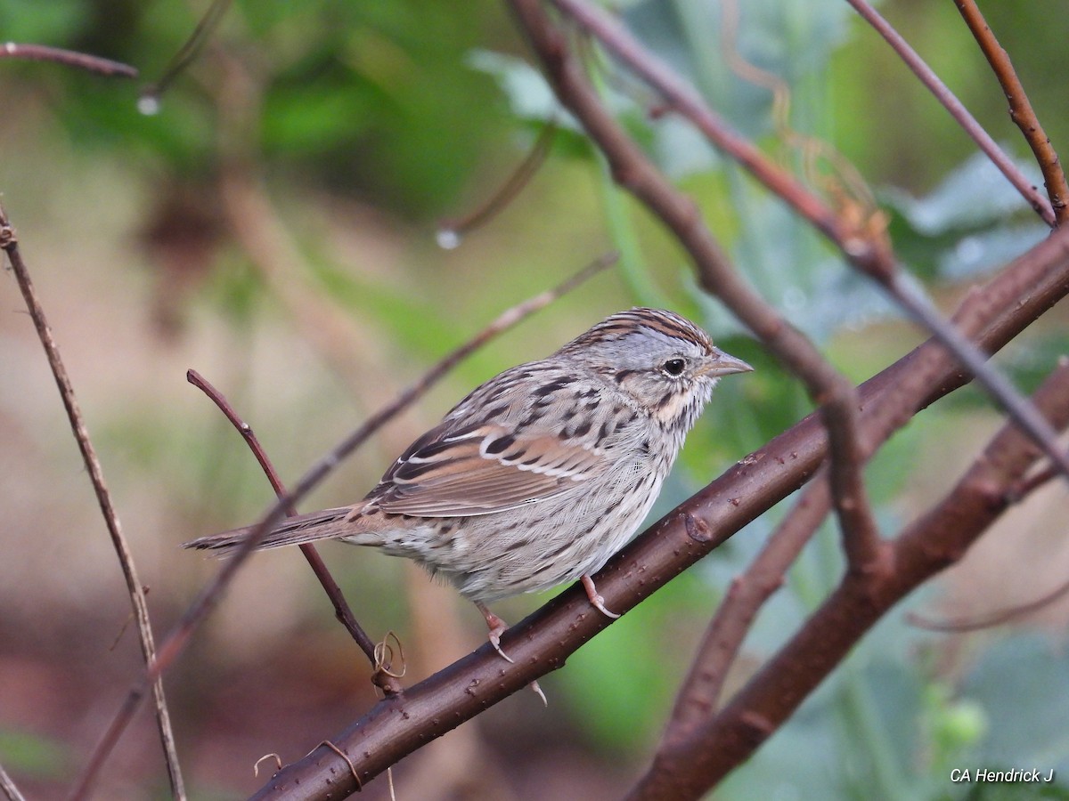 Lincoln's Sparrow - ML616325456