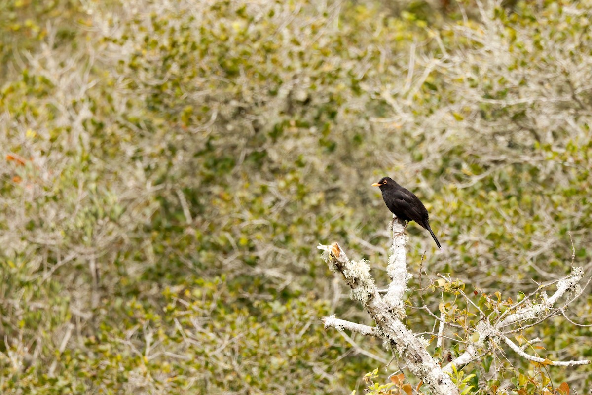 Eurasian Blackbird - Ana Alves