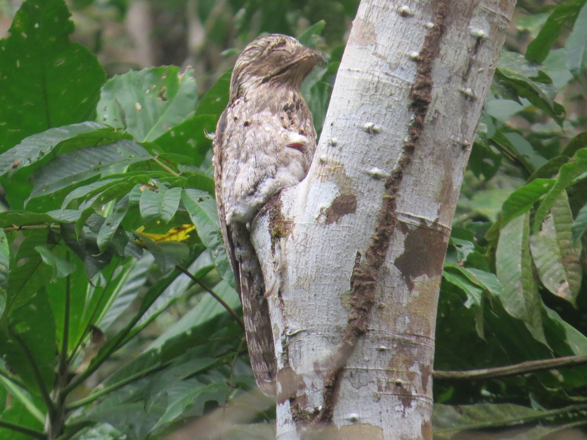 Common Potoo - ML616325492
