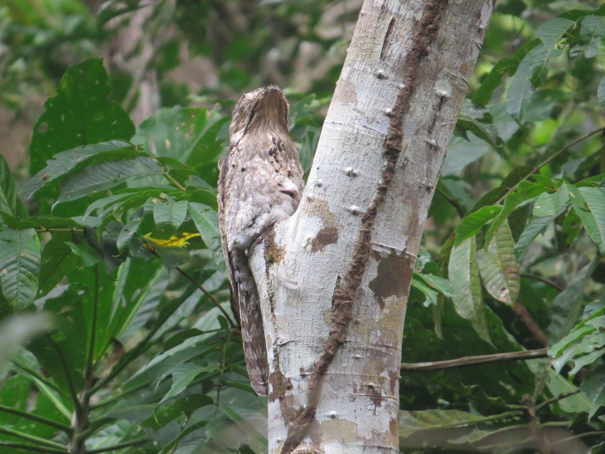 Common Potoo - Phoebe Honscheid