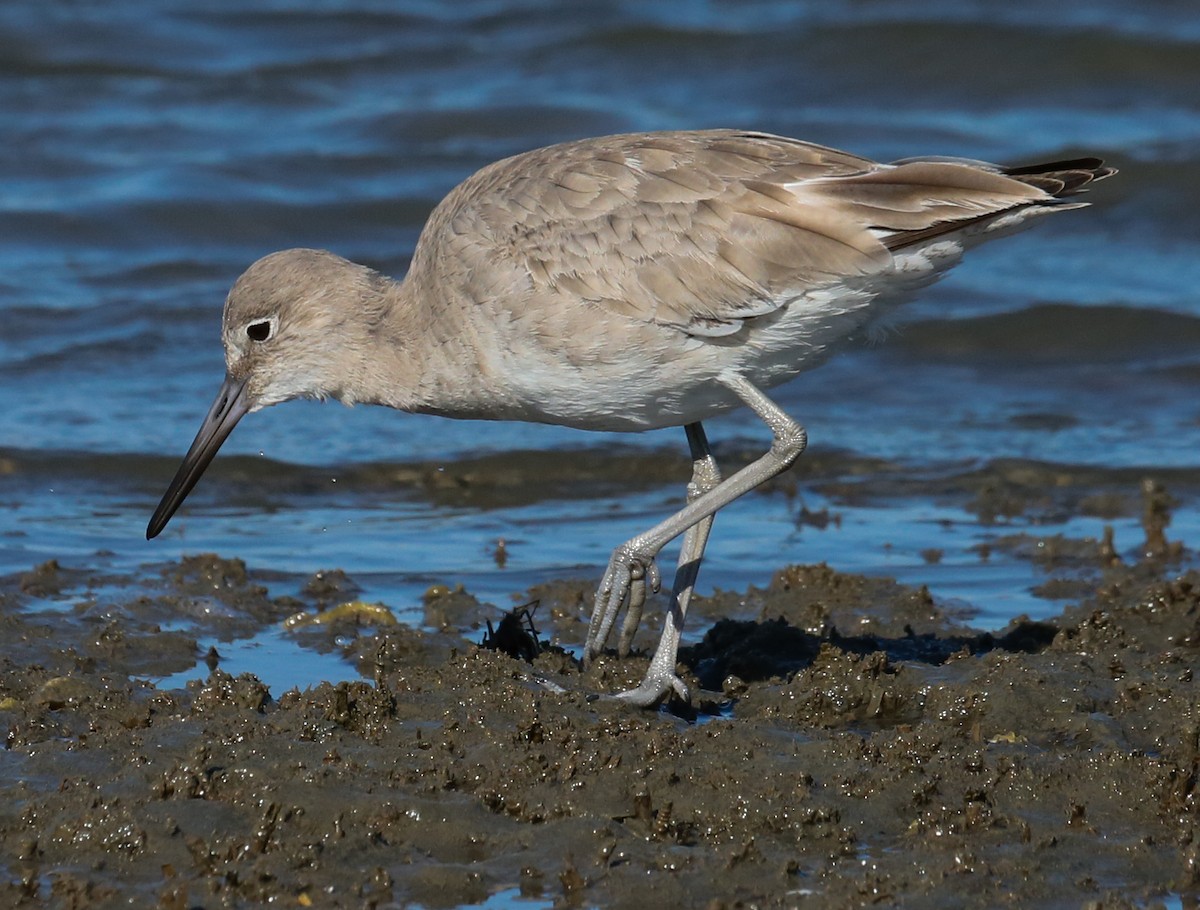 Willet - ML616325496
