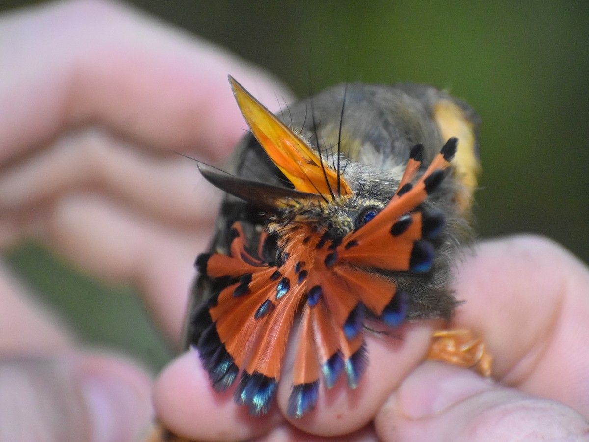 Tropical Royal Flycatcher (Amazonian) - ML616325500