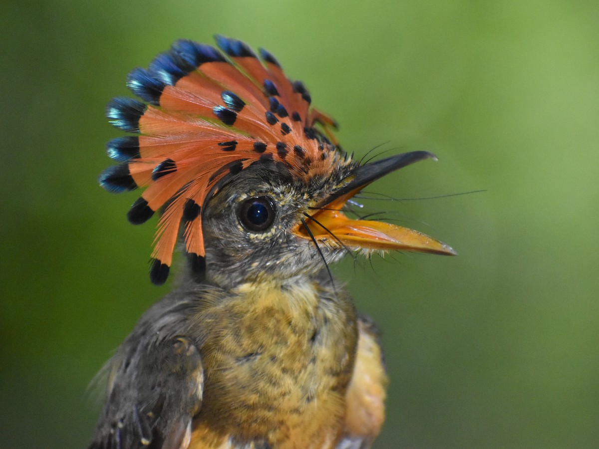 Tropical Royal Flycatcher (Amazonian) - ML616325503