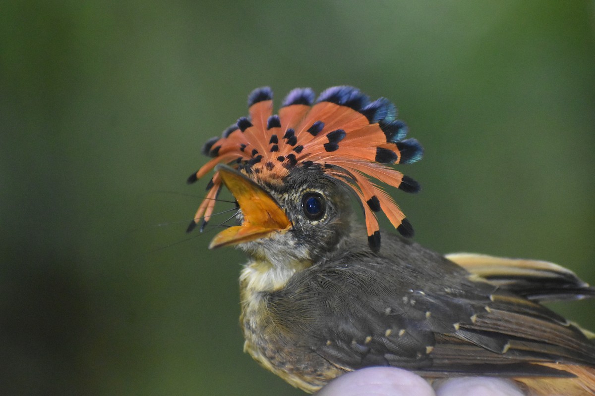 Tropical Royal Flycatcher (Amazonian) - Eric Konkol