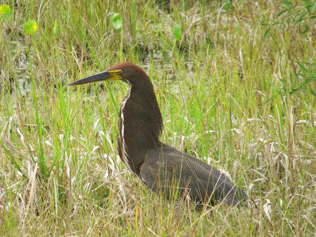 Rufescent Tiger-Heron - ML616325526