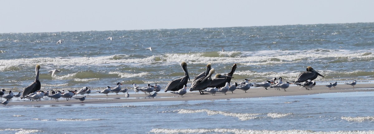 Brown Pelican - ML616325531