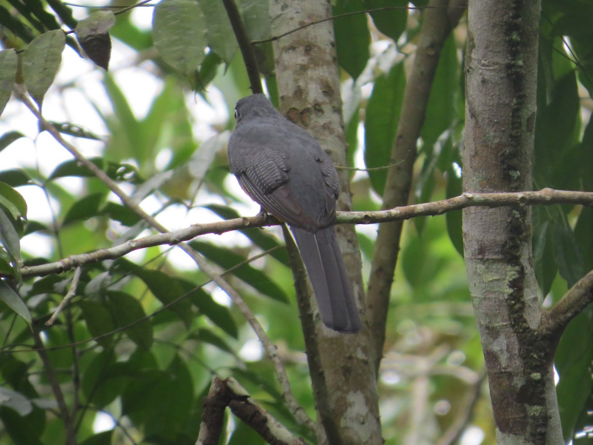 White-tailed Trogon - ML616325544