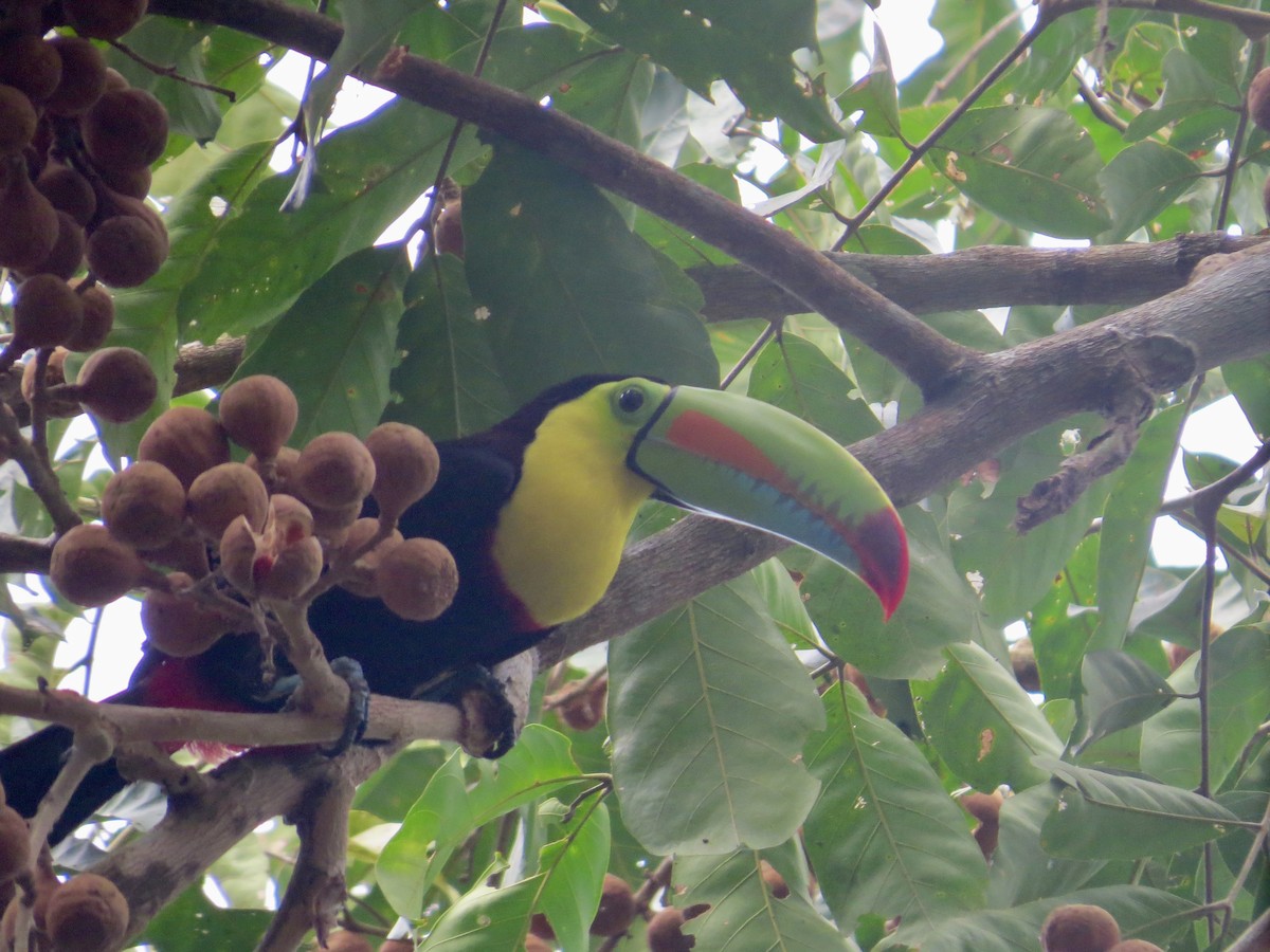 Keel-billed Toucan - ML616325545