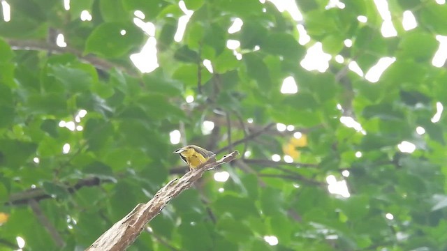 Gray-headed Canary-Flycatcher - ML616325549