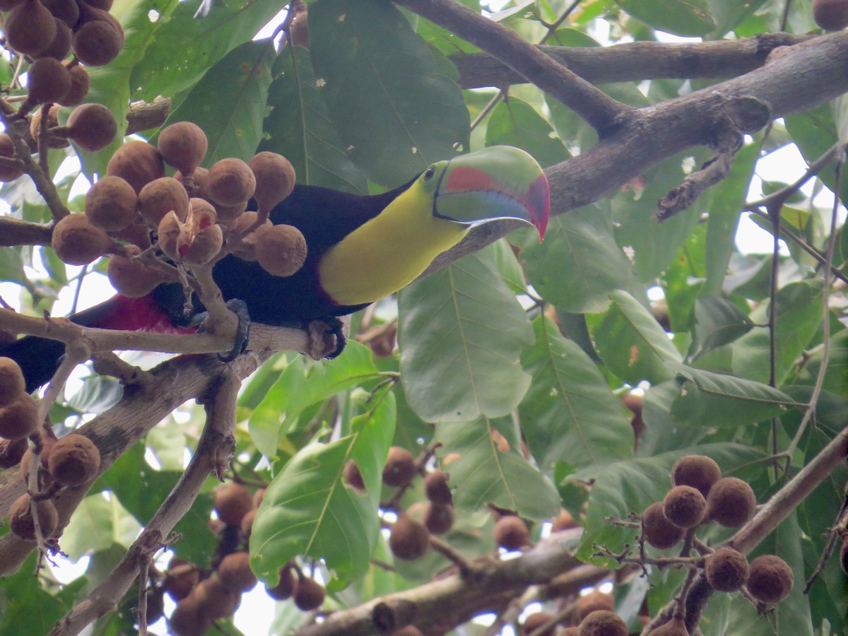 Keel-billed Toucan - Phoebe Honscheid