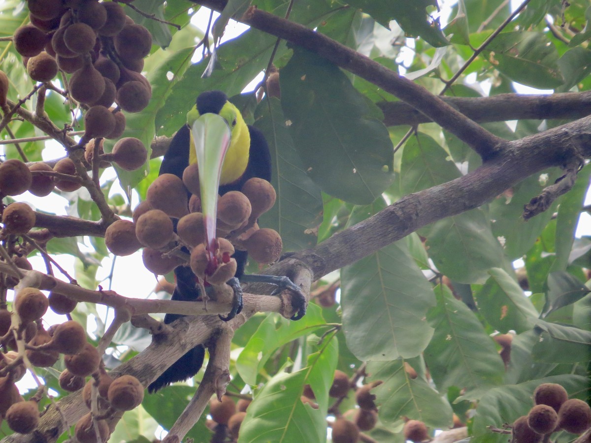 Keel-billed Toucan - ML616325551