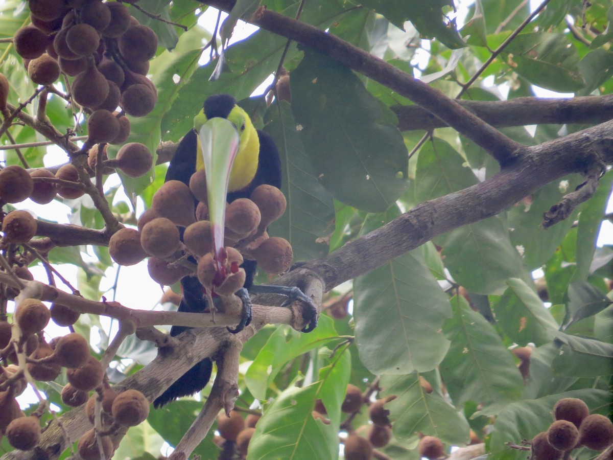 Keel-billed Toucan - Phoebe Honscheid