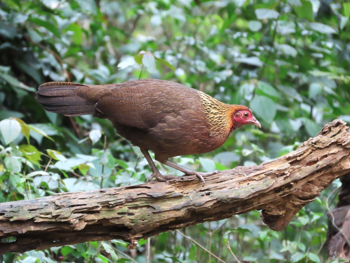 Red Junglefowl - ML616325560