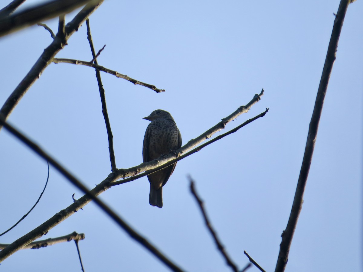 Blue Cotinga - ML616325562