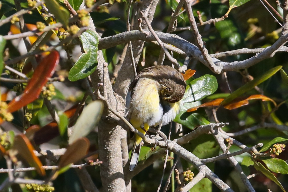 Palm Warbler - ML616325569