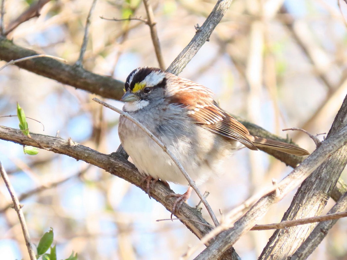 White-throated Sparrow - ML616325626