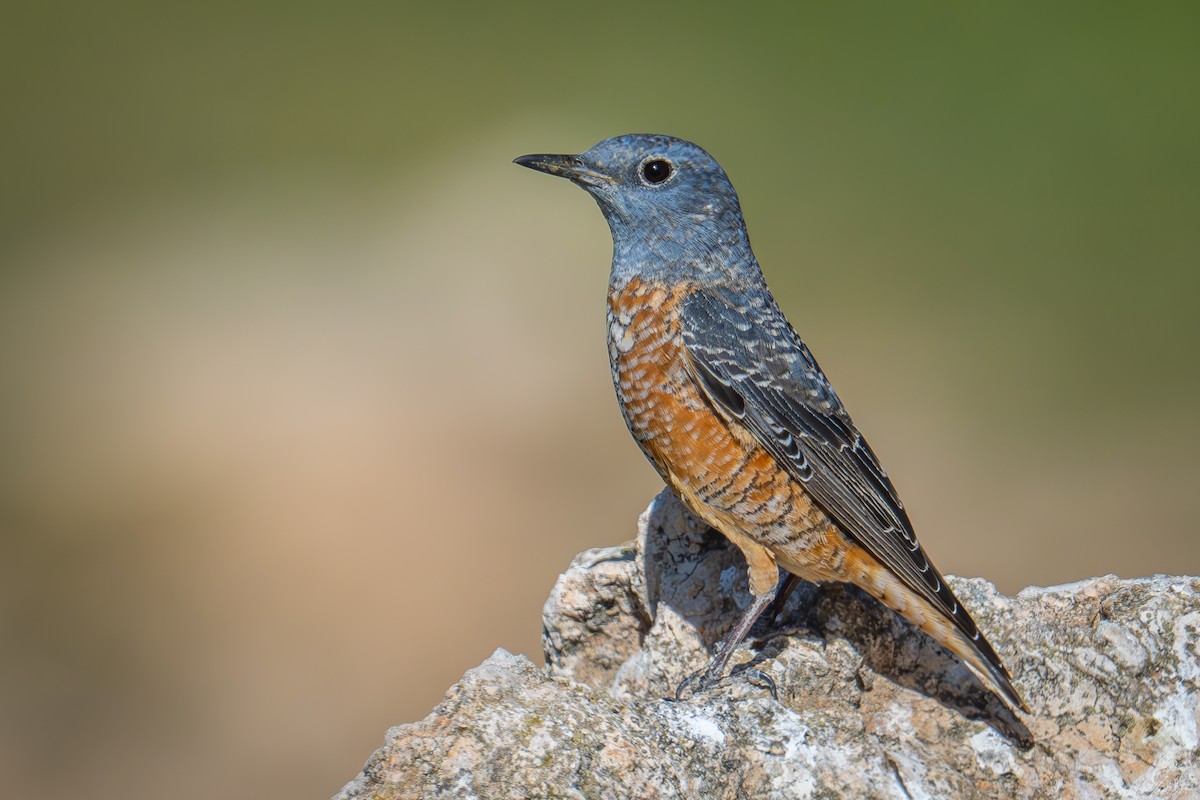 Rufous-tailed Rock-Thrush - ML616325630