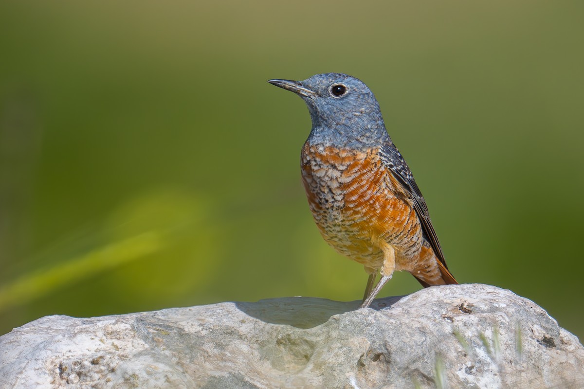 Rufous-tailed Rock-Thrush - ML616325632