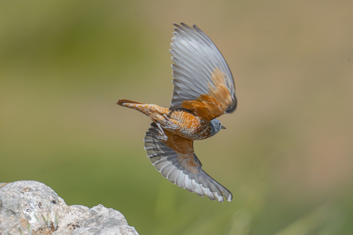 Rufous-tailed Rock-Thrush - ML616325634