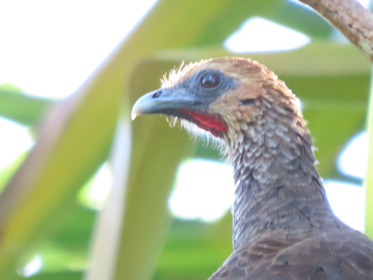 East Brazilian Chachalaca - Márcio Alves Cardoso