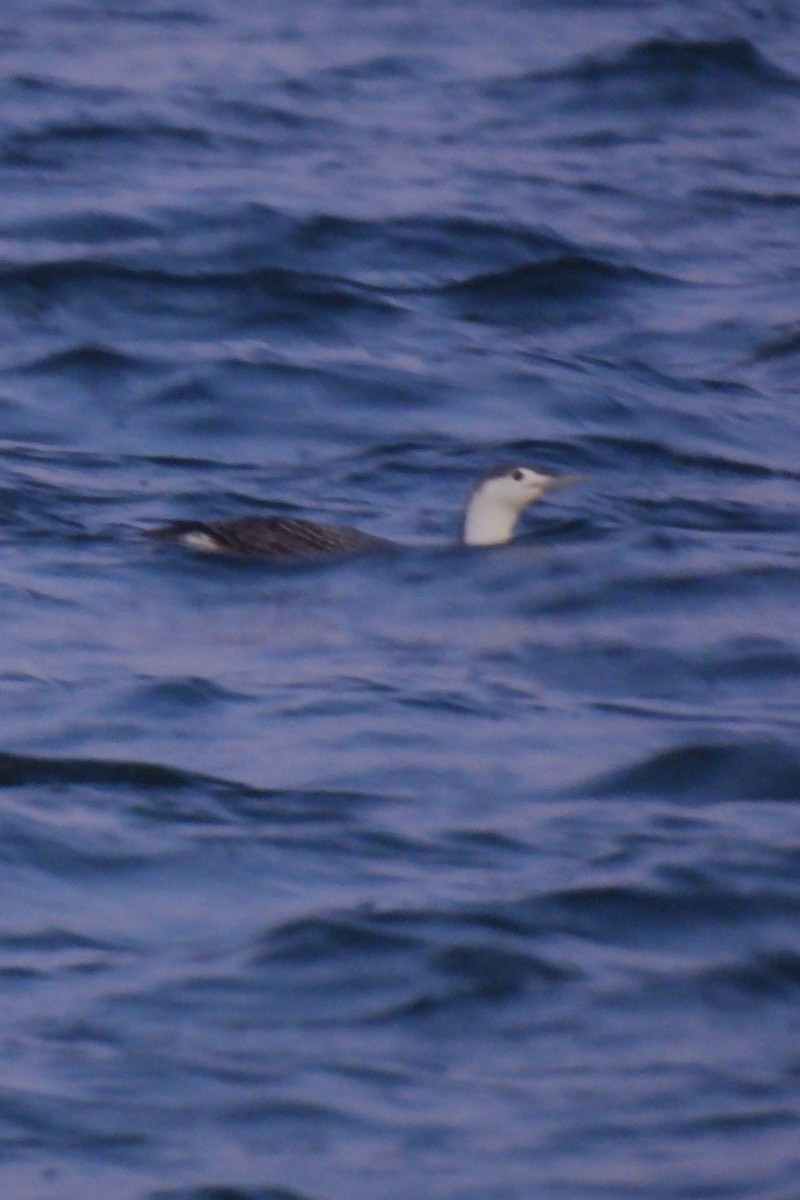 Red-throated Loon - ML616325685