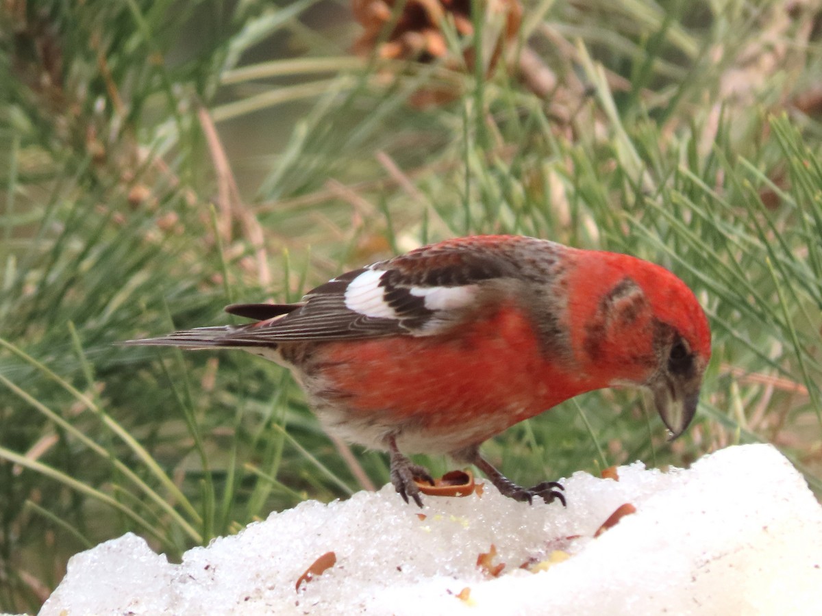 Mokoker hegalzuria - ML616325712