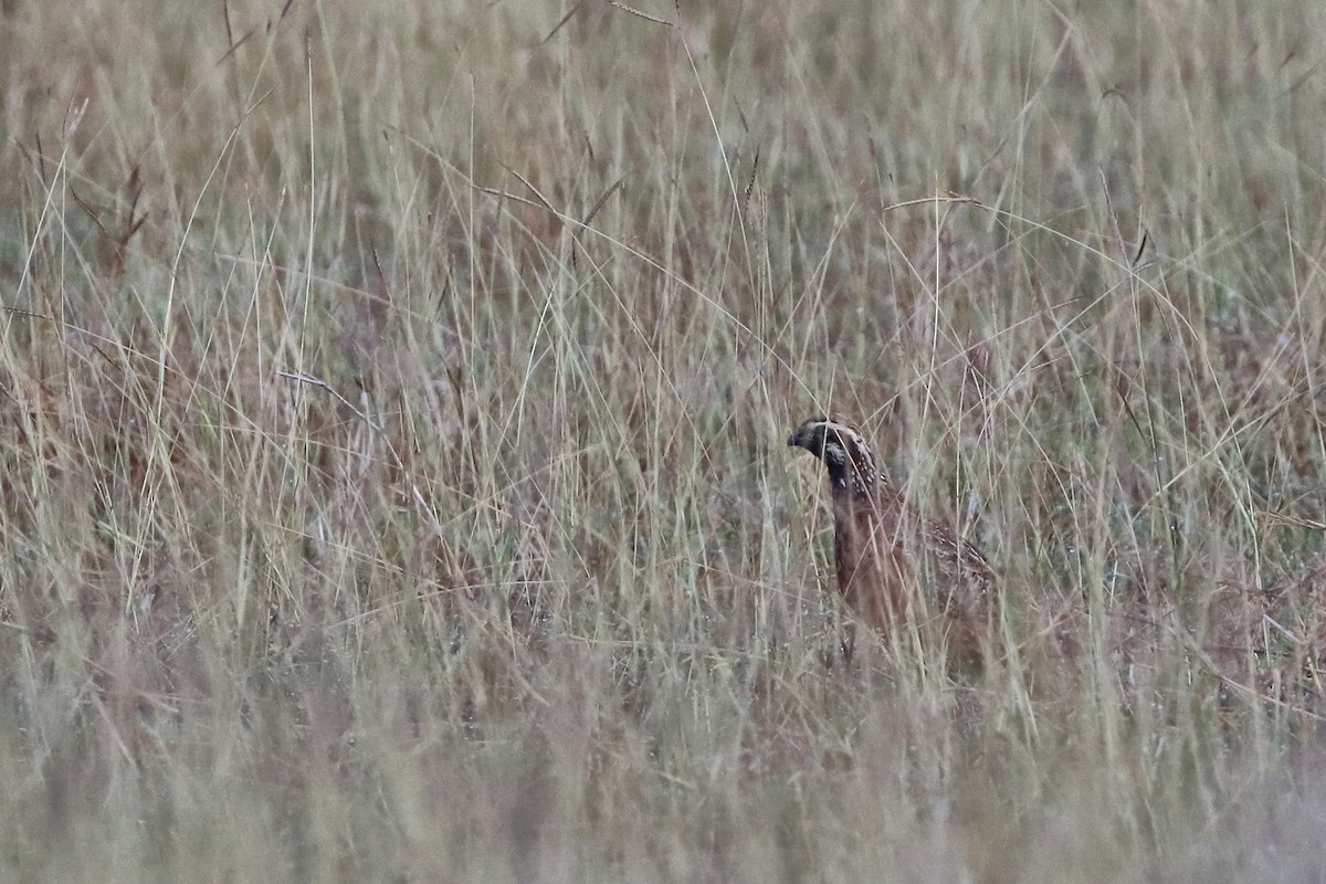 Northern Bobwhite - ML616325725