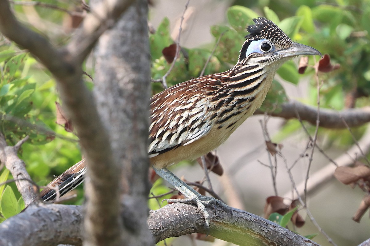 Lesser Roadrunner - ML616325737