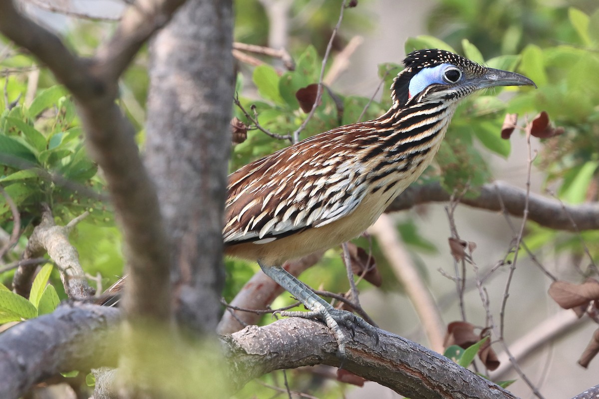 Lesser Roadrunner - Jason Leifester