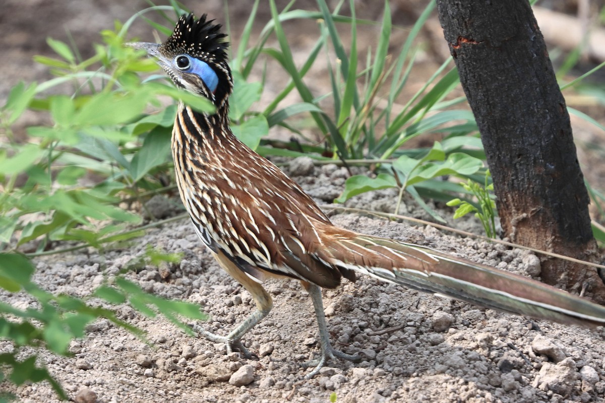 Lesser Roadrunner - ML616325739