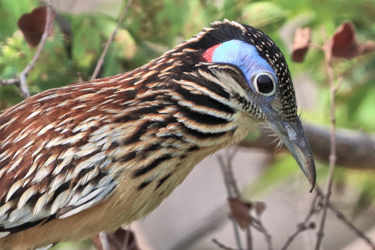 Lesser Roadrunner - ML616325740