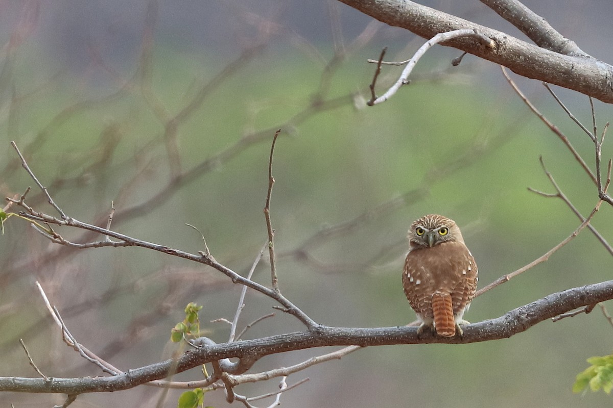 Ferruginous Pygmy-Owl - Jason Leifester