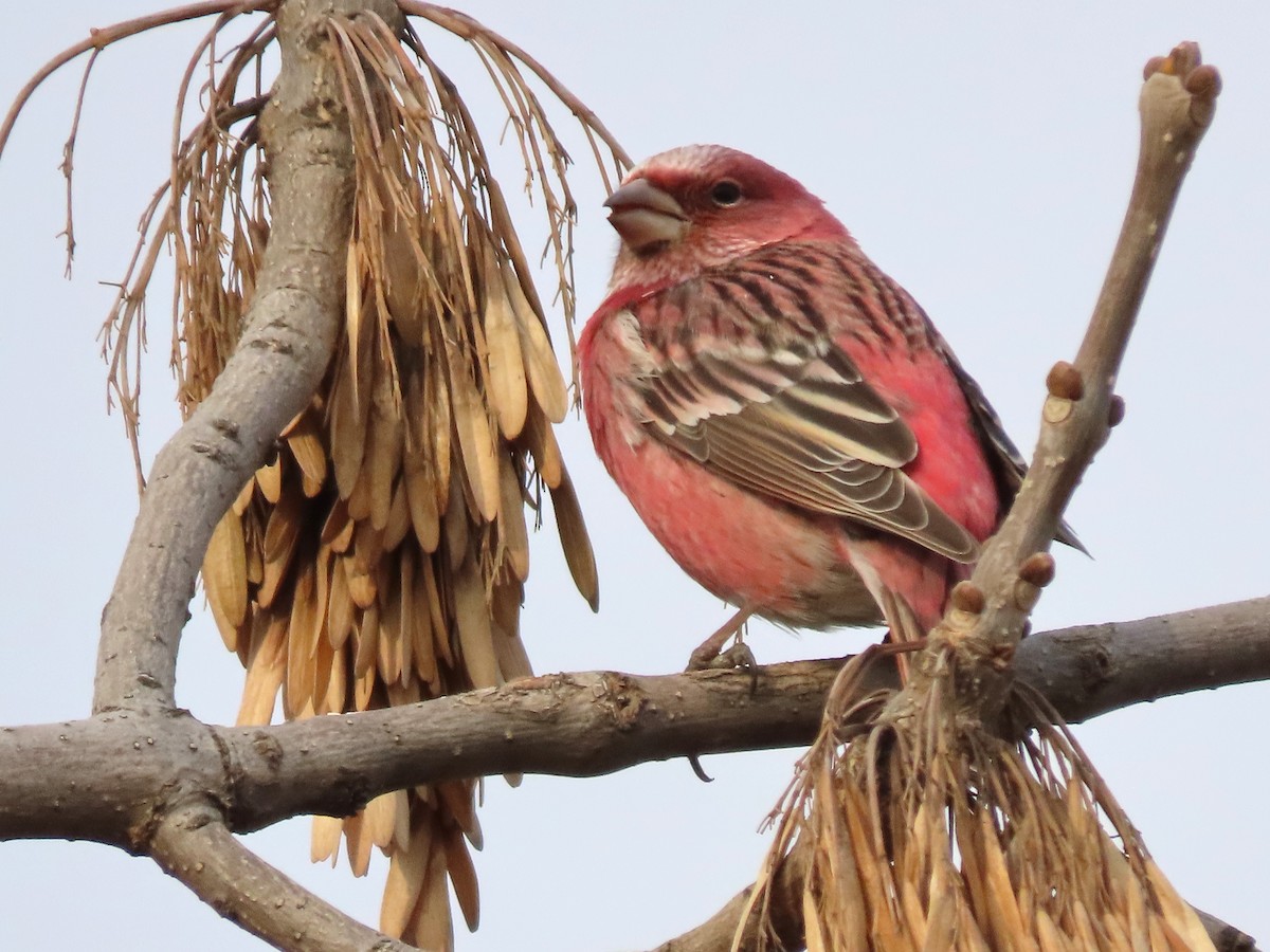 Pallas's Rosefinch - Todd Pepper