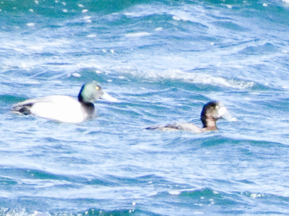 Greater Scaup - ML616325763