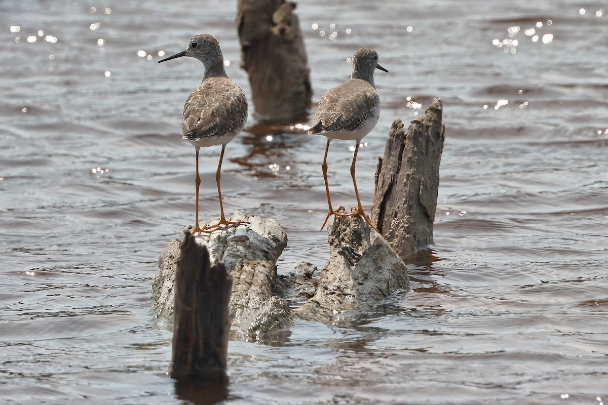 Lesser Yellowlegs - ML616325789