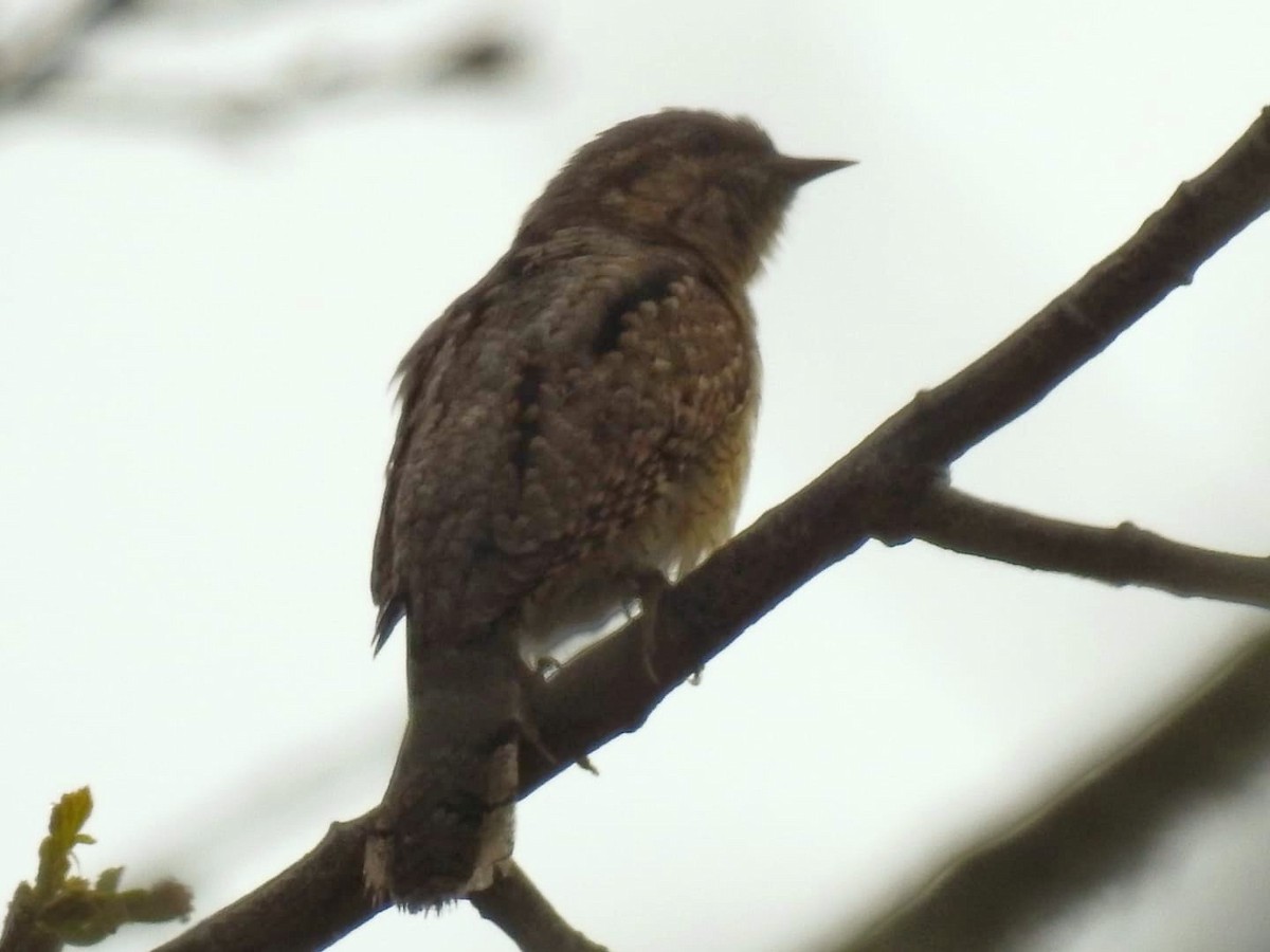 Eurasian Wryneck - Guilherme Gonçalves