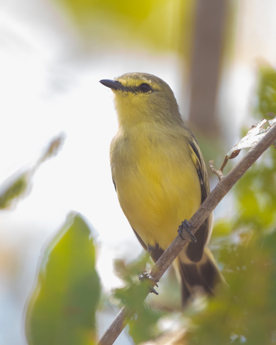 Orinoco Wagtail-Tyrant (undescribed form) - ML616325856