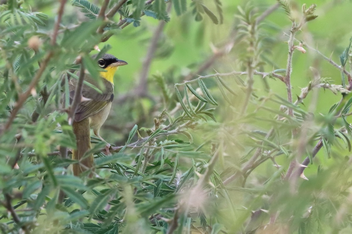 Gray-crowned Yellowthroat - ML616325886