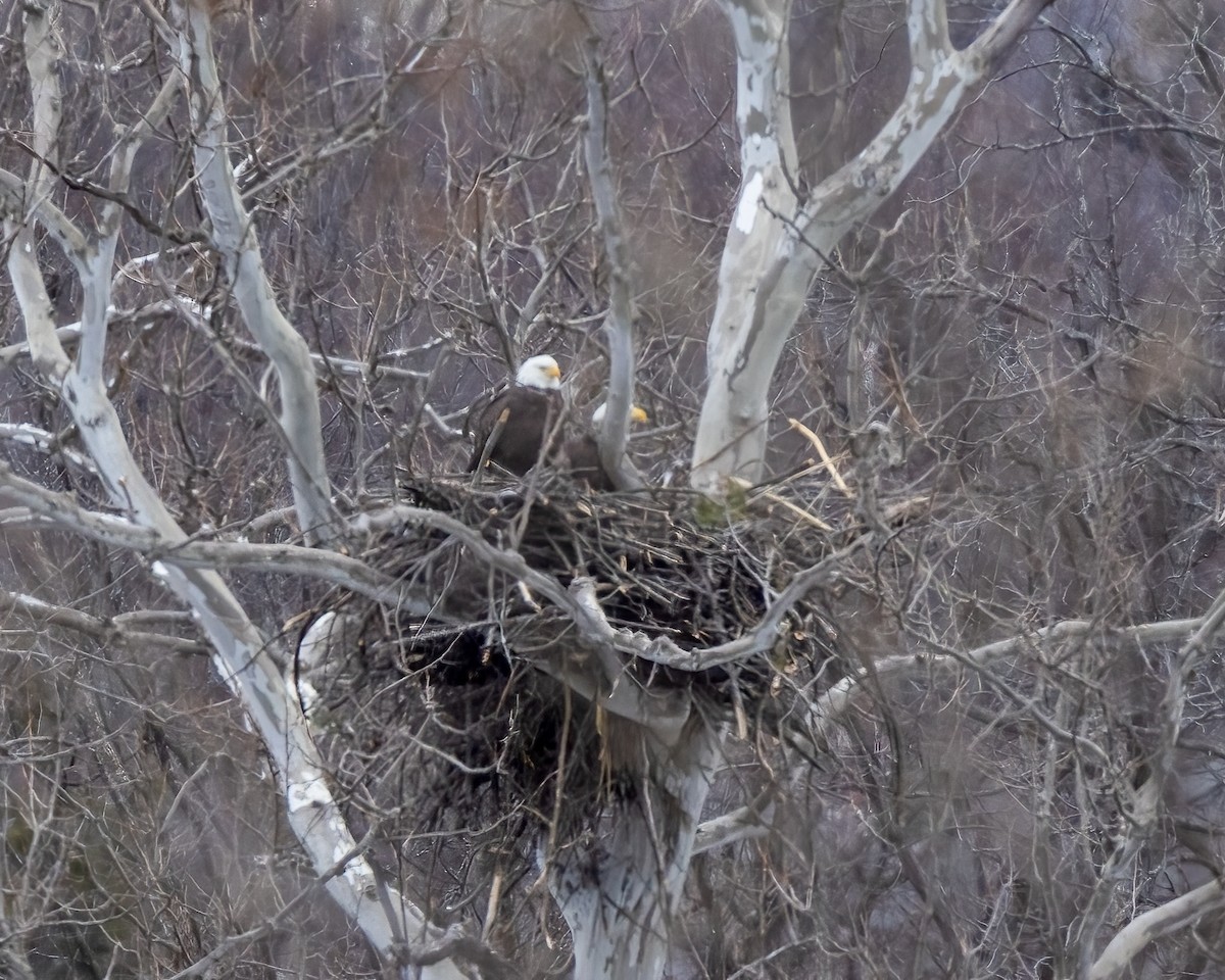 Bald Eagle - ML616325891