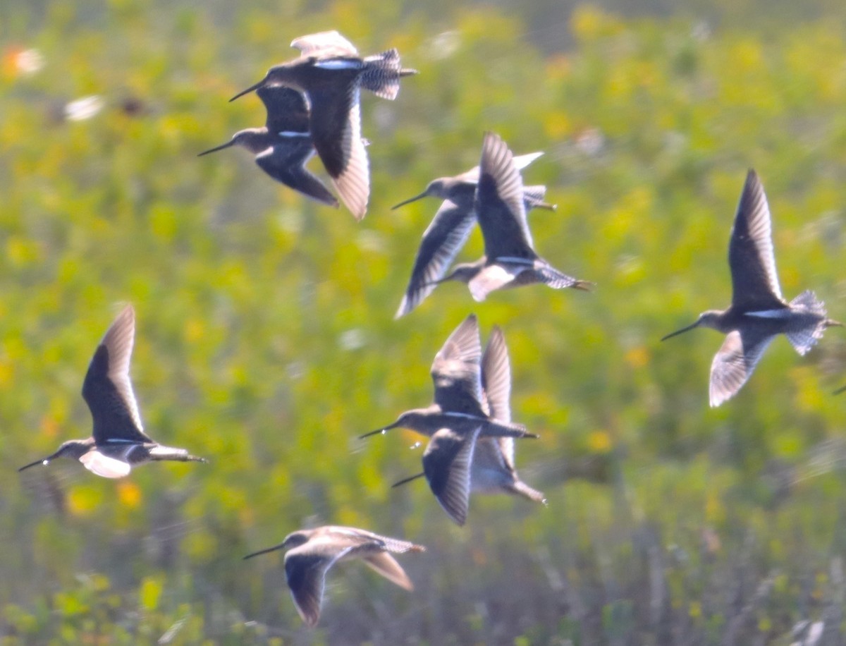 Short-billed Dowitcher - ML616325912