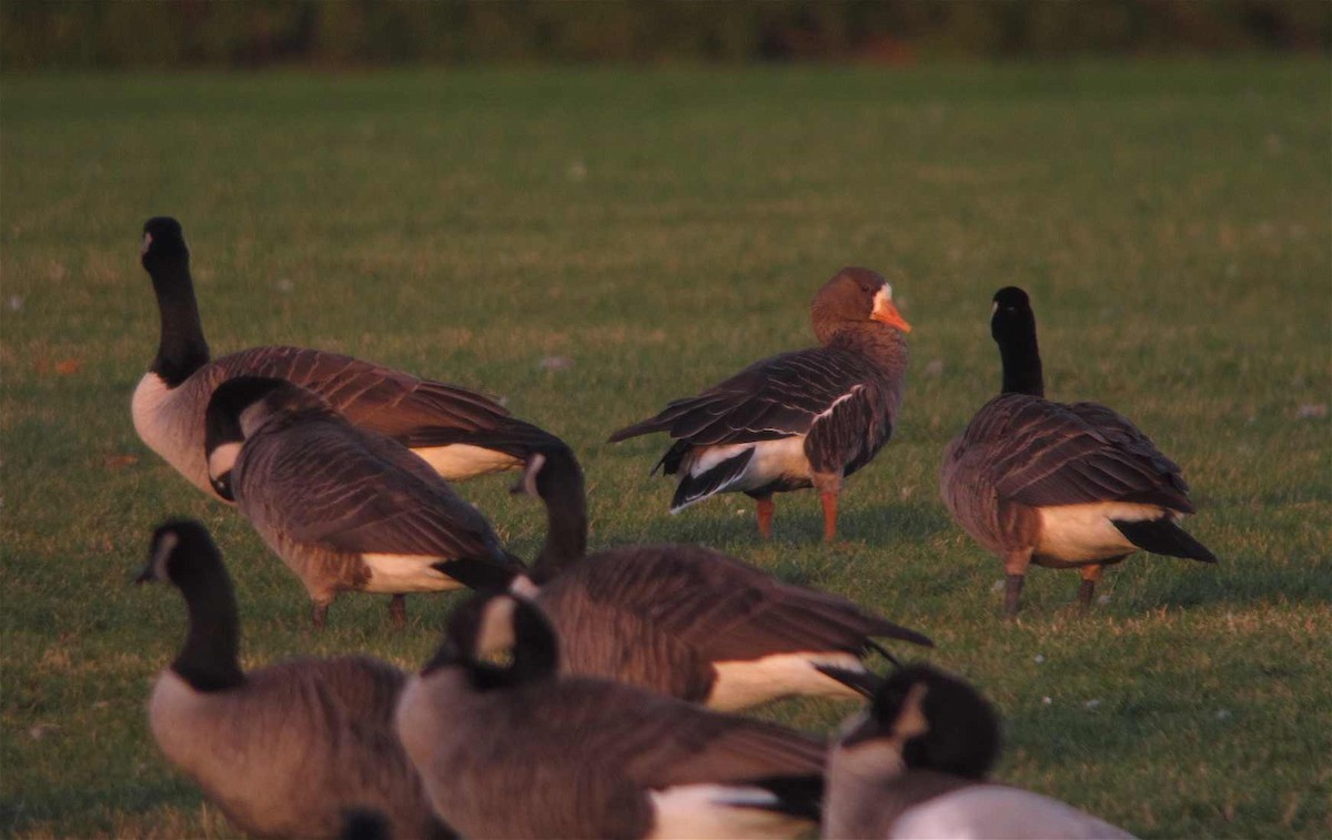Greater White-fronted Goose - ML616325927