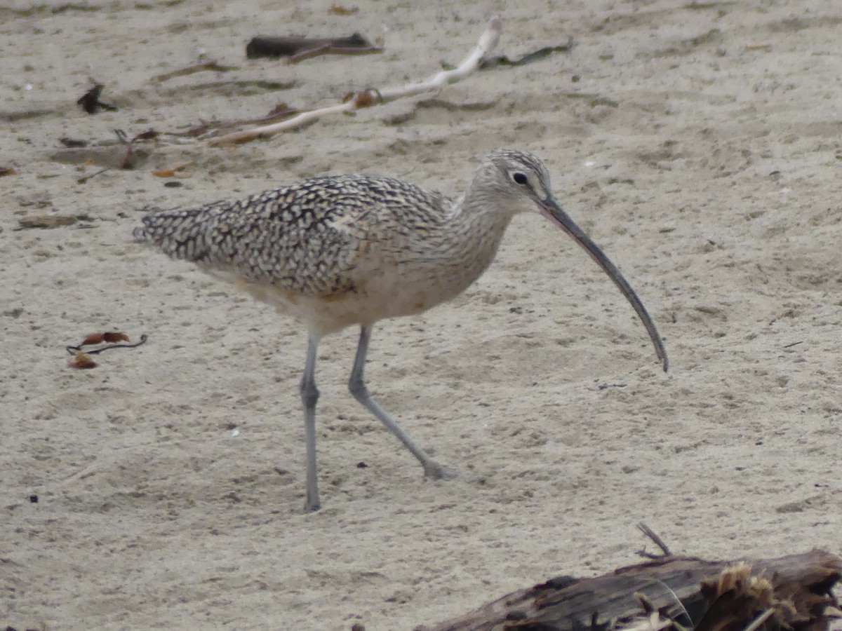 Long-billed Curlew - ML616325956