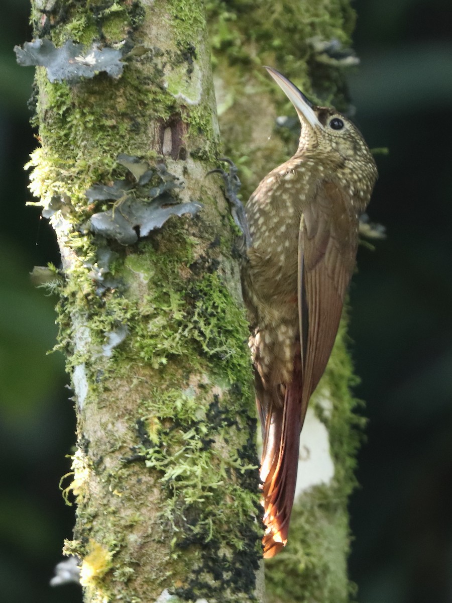 Spotted Woodcreeper - ML616326005