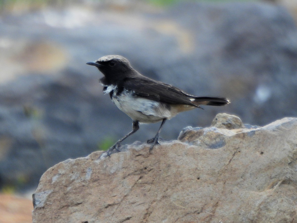 Abyssinian Wheatear - ML616326006