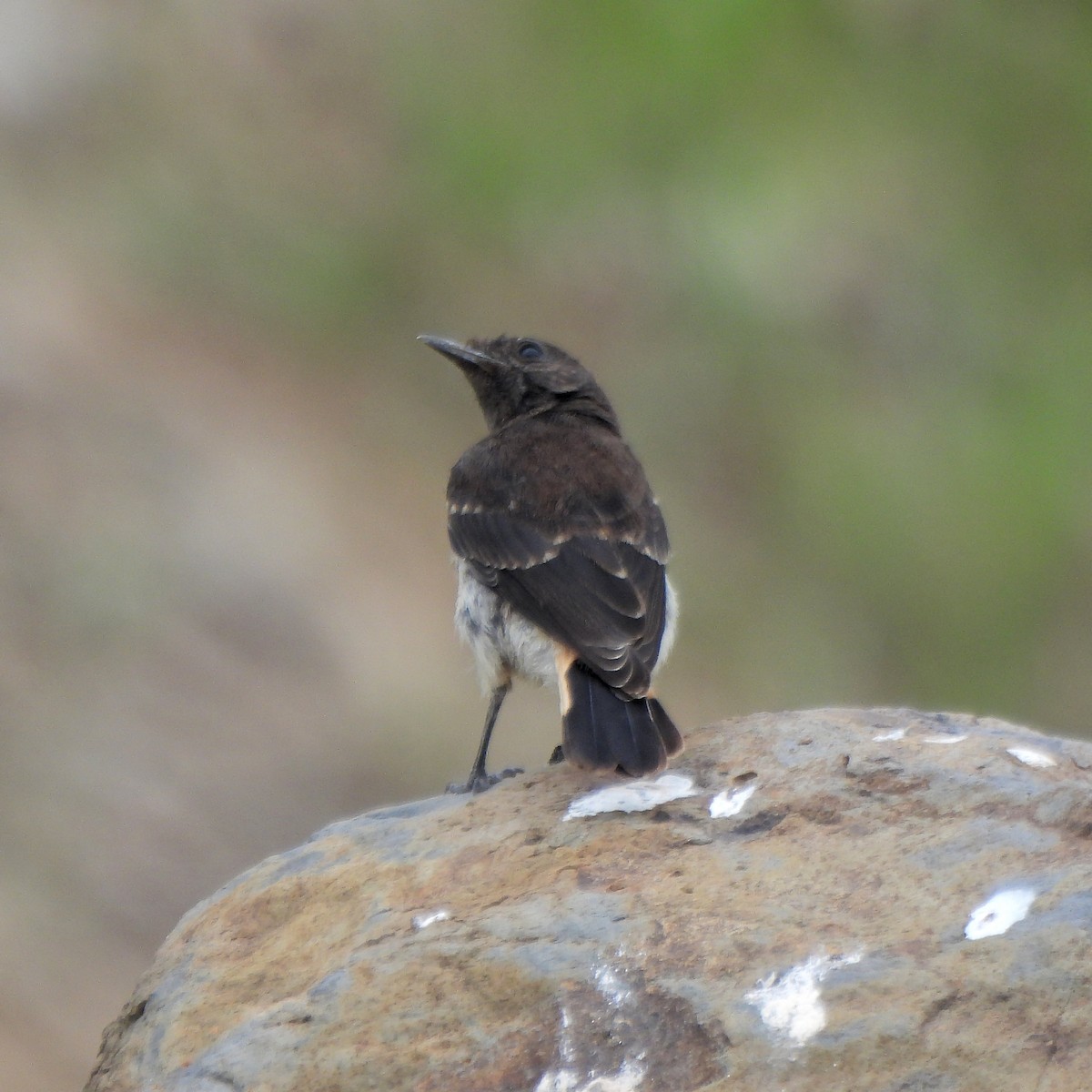 Abyssinian Wheatear - ML616326017